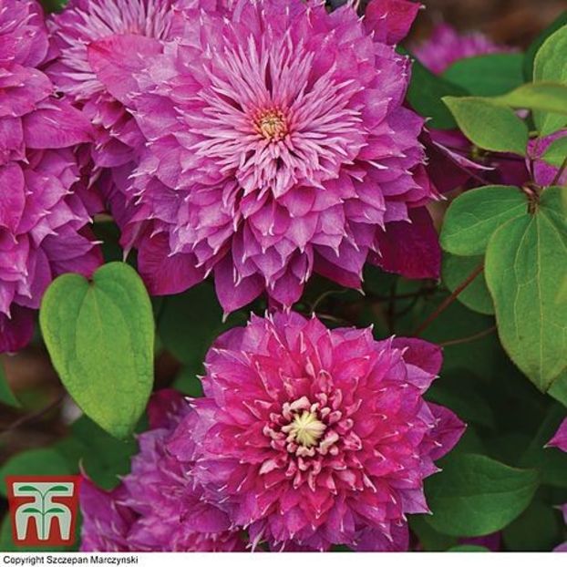 Kaiser-3 - BLUSHING BRIDESMAID KAISER PBR