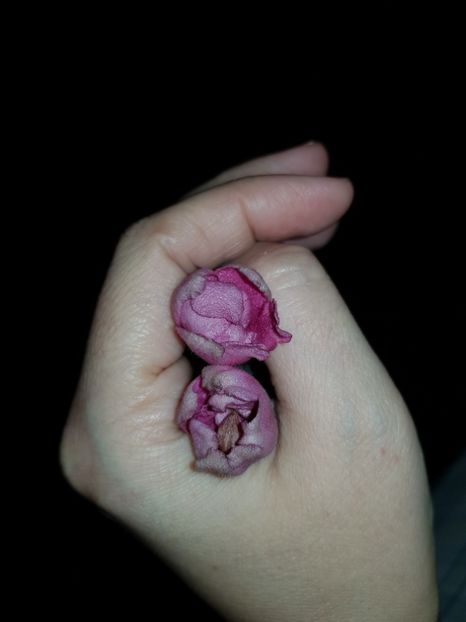  - Red Tulip
