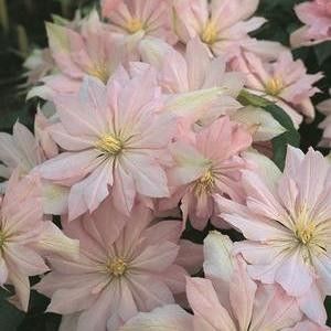 VIOLET ELIZABETH-4 - VIOLET ELIZABETH