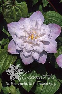 _Clematis_Veronicas_Choice_ - VERONICA S CHOICE