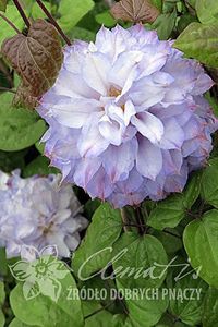 5_Clematis_Veronicas_Choice_ - VERONICA S CHOICE