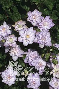 25_Clematis_Veronicas_Choice_ - VERONICA S CHOICE