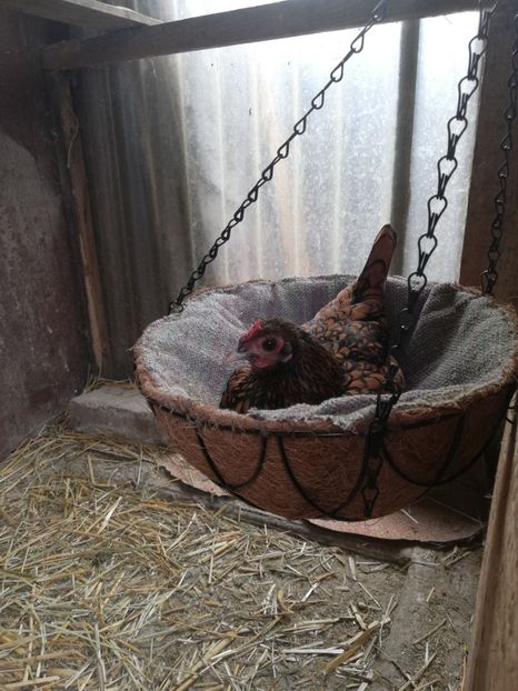 La treaba - Sebright