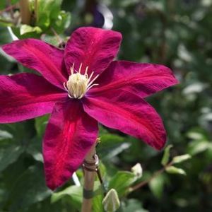 clematis-sunset-powojnik-9 - SUNSET