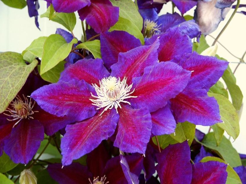 Clematis Julka - JULKA