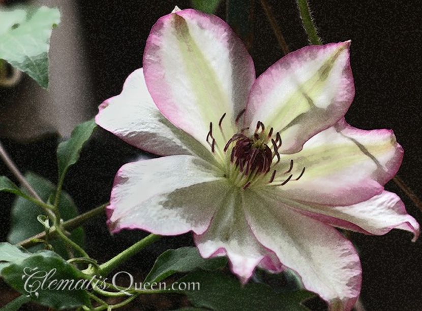 Clematis-Omoshiro-3 - OMOSHIRO