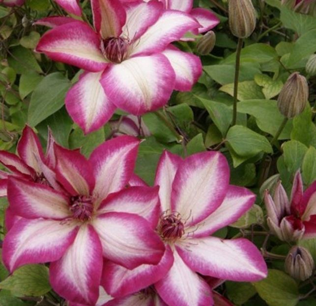clematis-picotee2 - PICOTEE