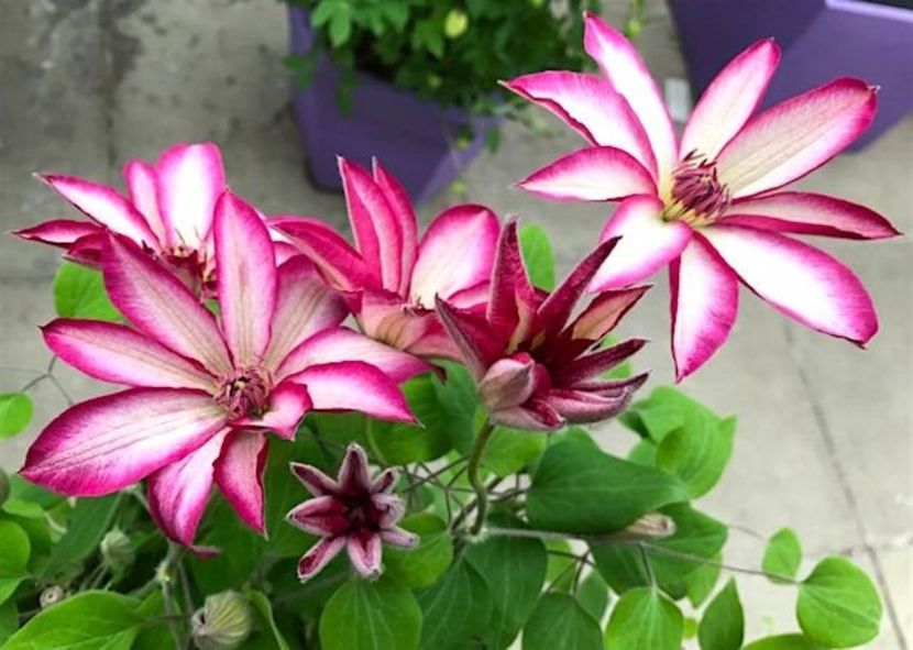 Picotee -6 - PICOTEE