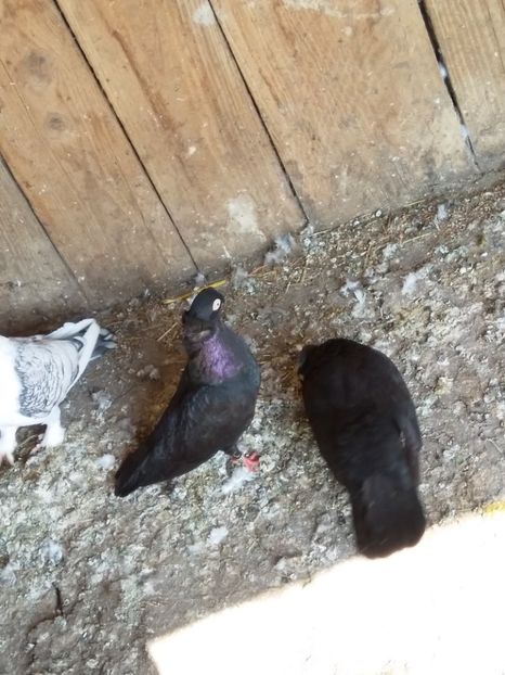  - Porumbeii mei jucători bimoțati de Ardeal