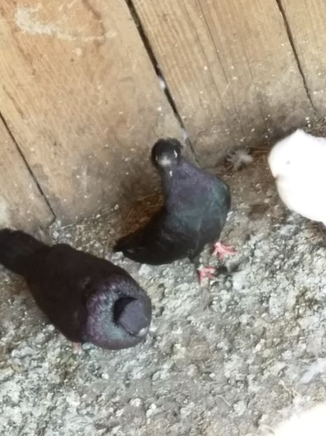  - Porumbeii mei jucători bimoțati de Ardeal