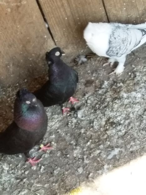  - Porumbeii mei jucători bimoțati de Ardeal