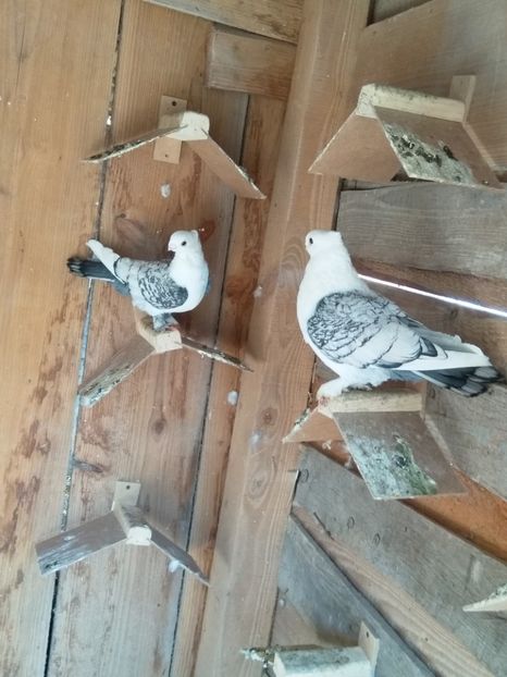  - Pereche porumbei satineti