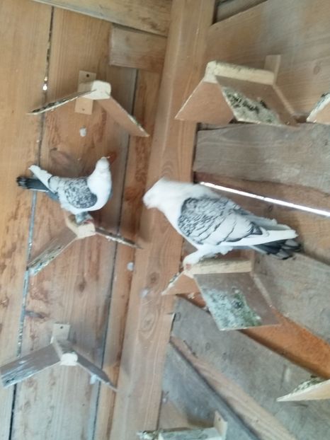  - Pereche porumbei satineti