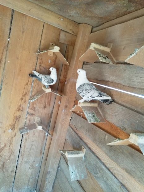  - Pereche porumbei satineti