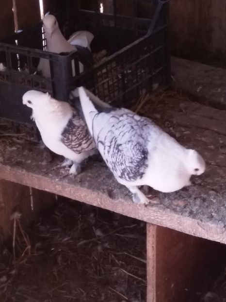  - Pereche porumbei satineti