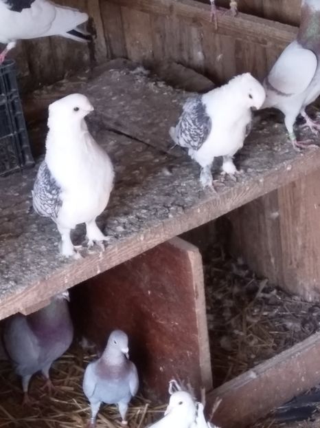  - Pereche porumbei satineti