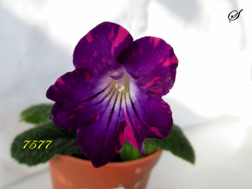 7577(25-03-2019) - Streptocarpusi 2019