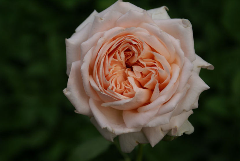 AnticoAmore12 - Wish list