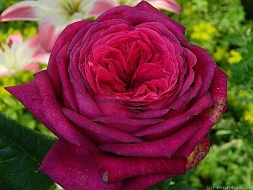 1 Iohan Wolfgan Von Goethe - Wish list