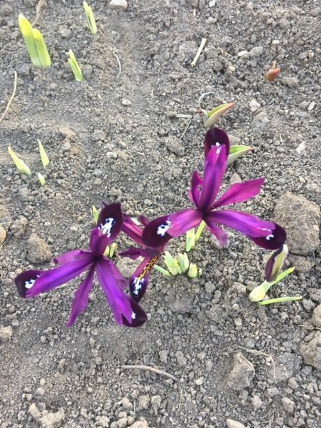 irisi reticulata George - Gradina 2019