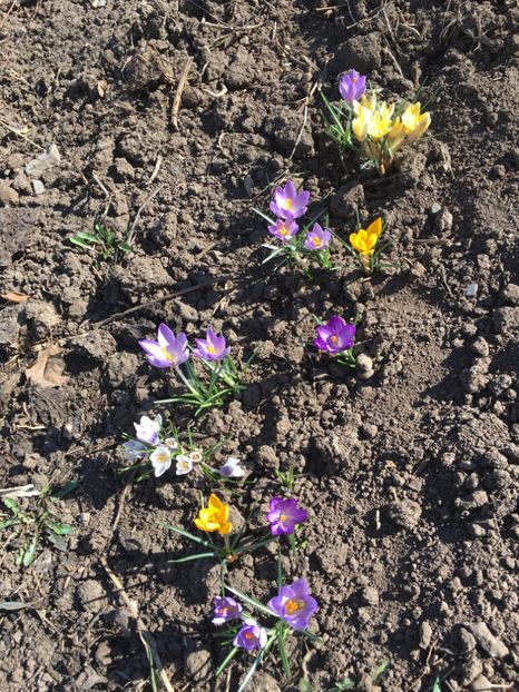crocus - Gradina 2019