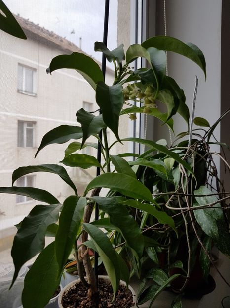  - Multiflora