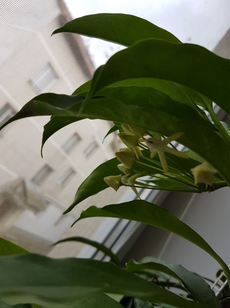  - Multiflora