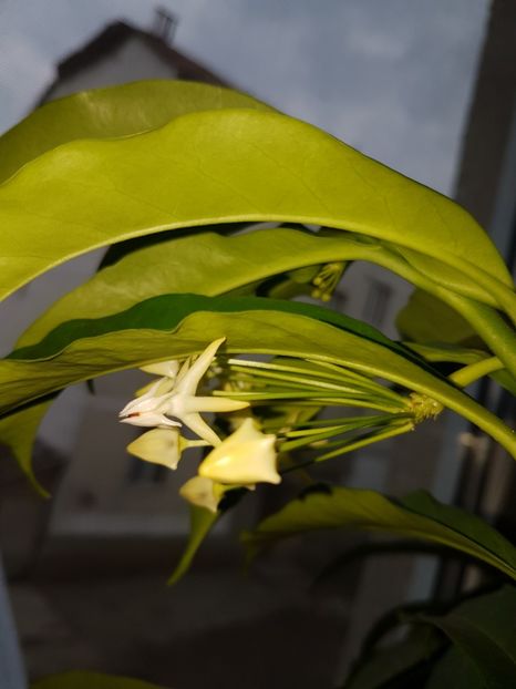  - Multiflora