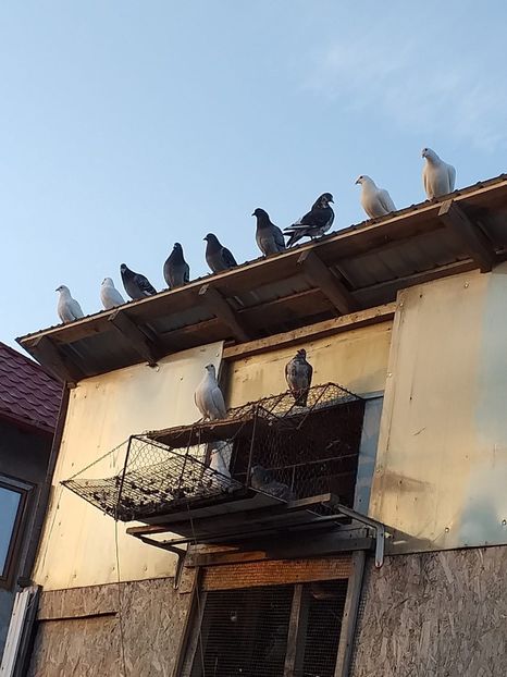 IMG-20190325-WA0002 - Martie 2019