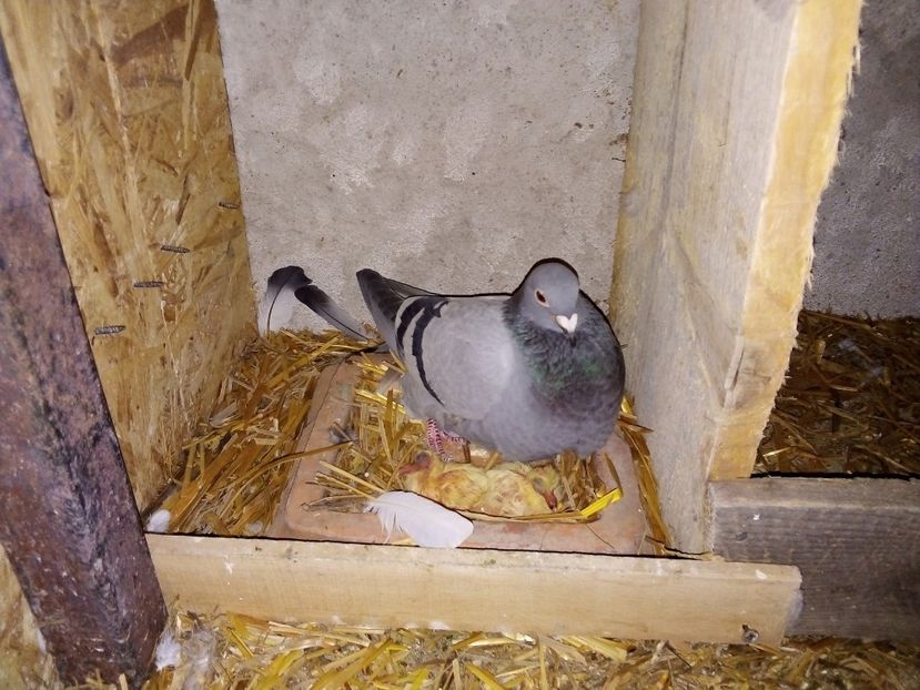  - Pui de porumbei voiajori 2019