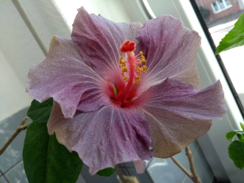 54523497_584965318669382_7825050630828851200_n (1) - White Diamonds