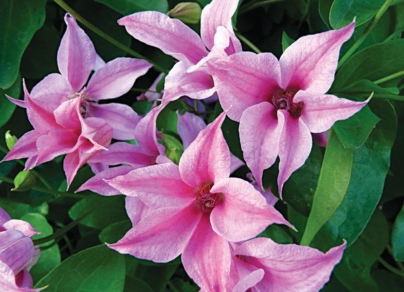 clematis_texensis_duchess_of_albany_01 - DUCHESS OF ALBANY