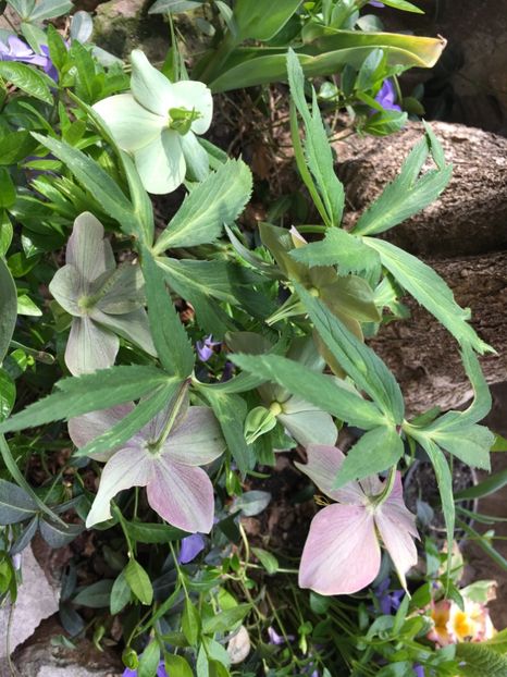 E80E26C0-A845-475F-A8DA-C9096B353E56 - Spanz 2019