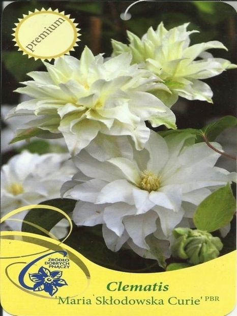 Clematis Maria Sklodowska Curie - MARIA SKLODOWSKA CURIE