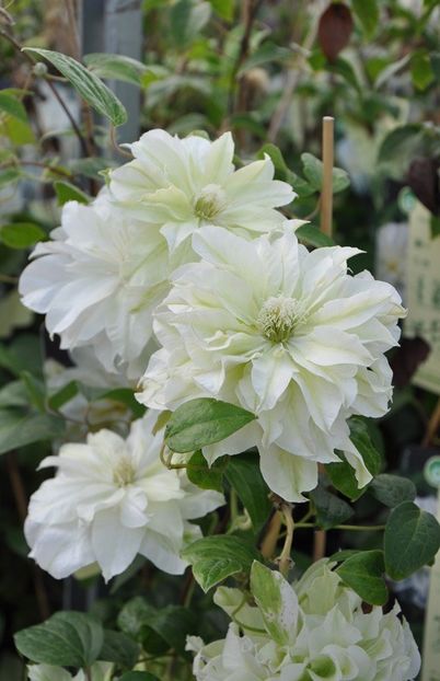 Clematis-‘Maria-Sklodowska-Curie’-photo-Javoy-Plantes - MARIA SKLODOWSKA CURIE