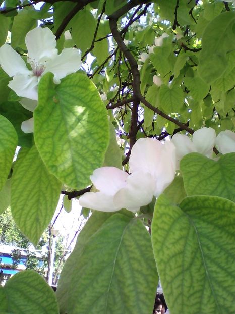 Cydonia oblonga_2 - Cydonia oblonga