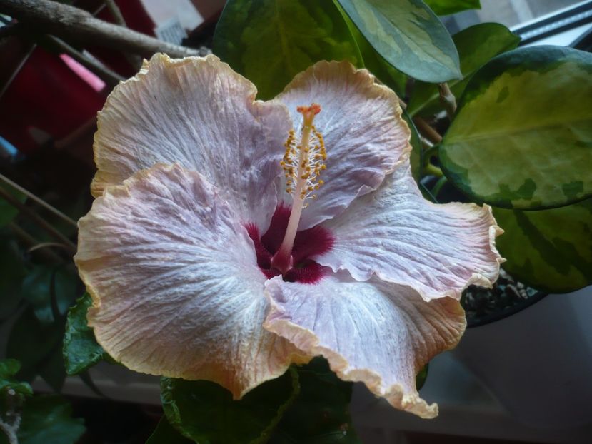 P1400680 - HIBISCUSI 2019-1