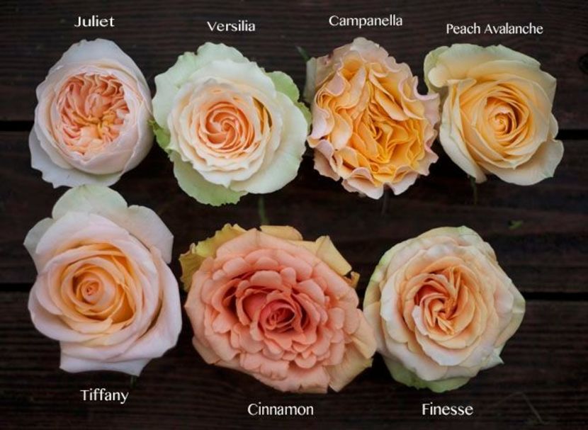 The Peach Rose Study - MARC-ANTOINE CHARPENTIER
