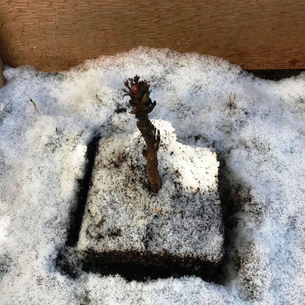 Tree Peony Dao Jin - Jurnalul gradinii 2019