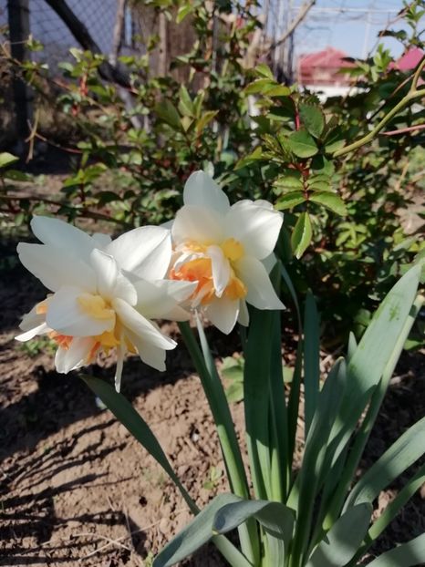 25.03 - gradina 2019