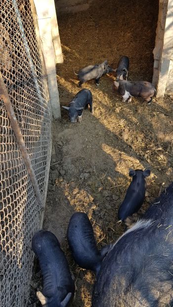  - De vanzare 2020 Bazna