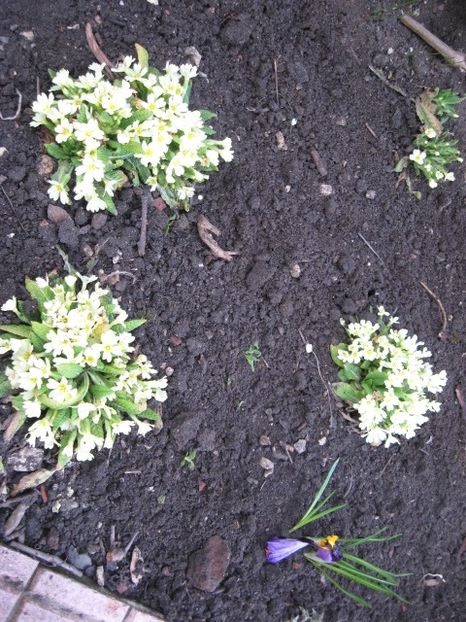  - Flori de gradina 2019