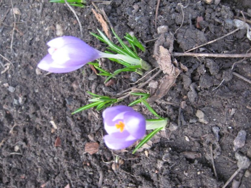  - Flori de gradina 2019