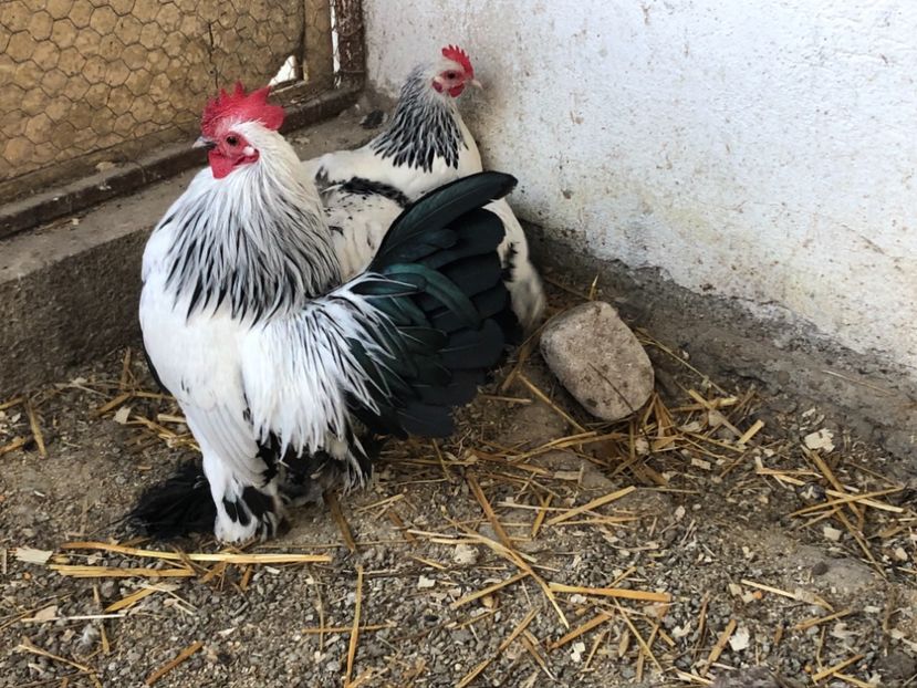  - Gaini matca 2019