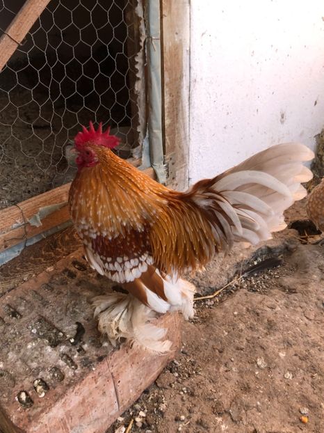  - Gaini matca 2019