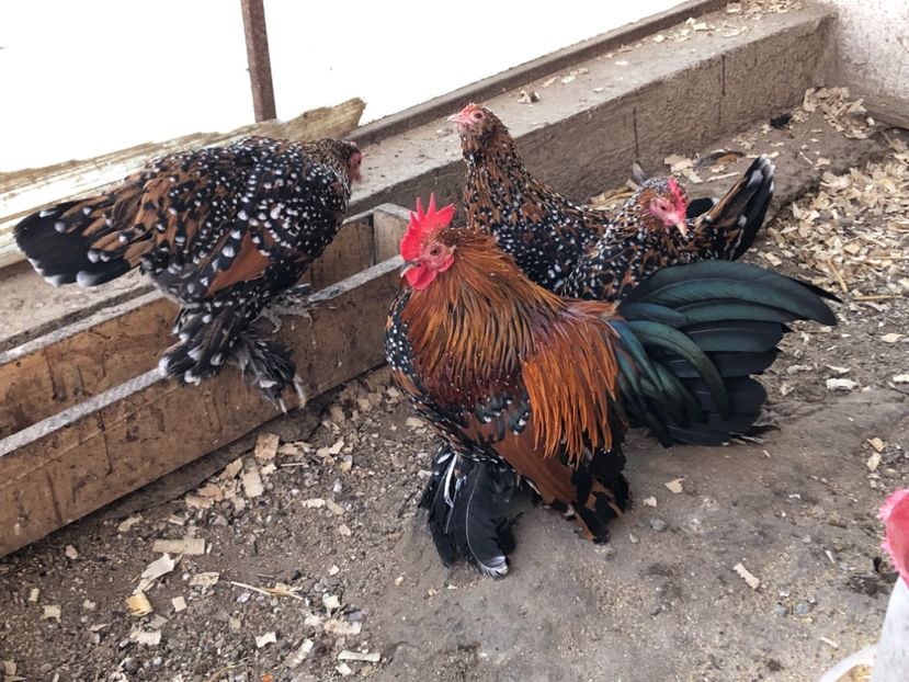  - Gaini matca 2019