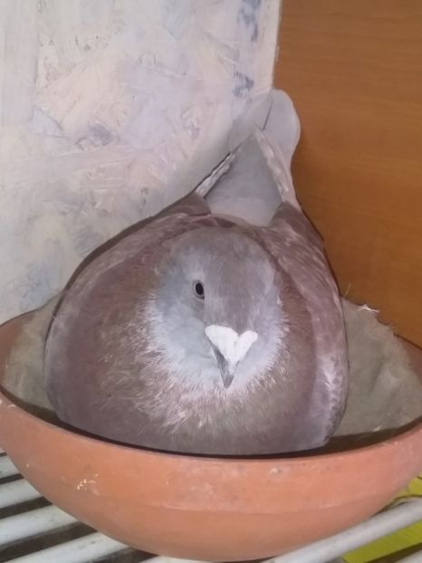  - 6DE PRIN VOLIERA