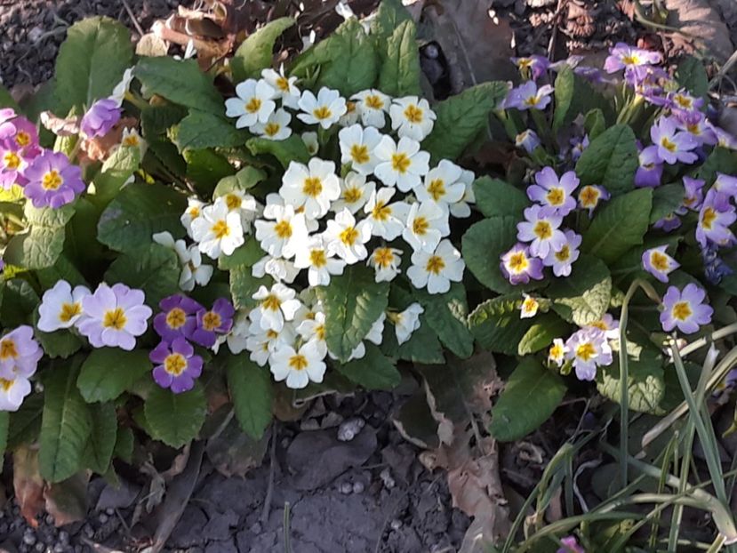  - Gradina mea 2019