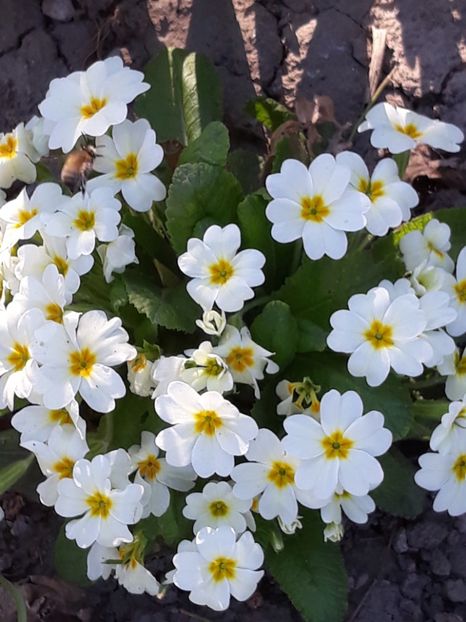  - Gradina mea 2019