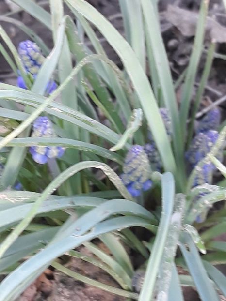  - Gradina mea 2019